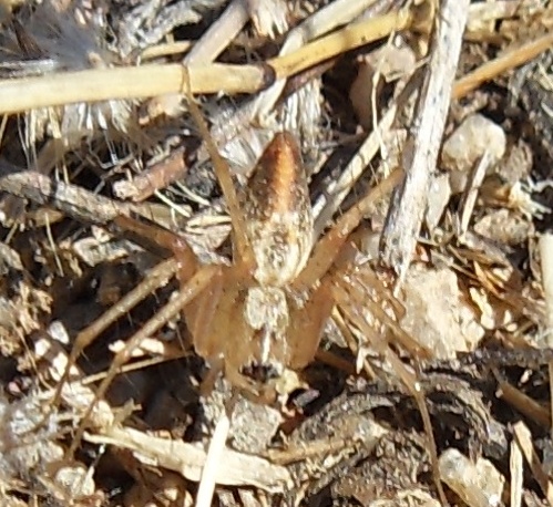 Oxyopes spp. - chiedo id delle specie #2